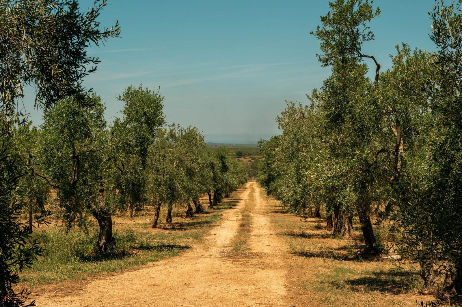 Azienda Agricola De Palma