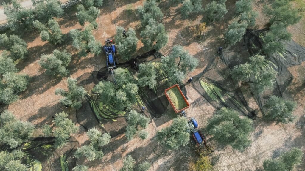 Folia Identità - L'arte dell'attesa