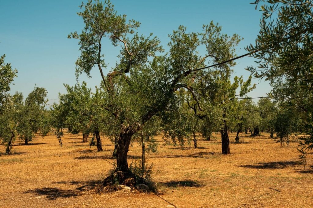 Folia Identità - il terroir