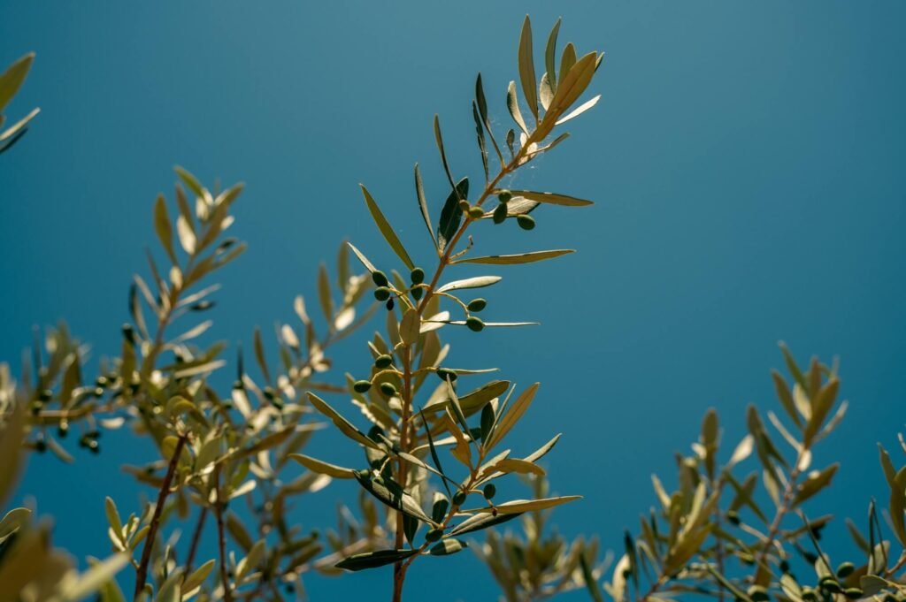 Folia Identità - il terroir